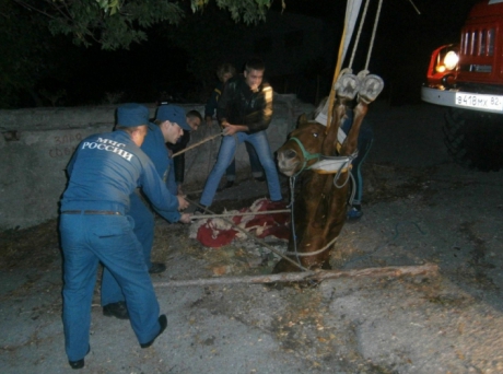 Уникальная операция в Крыму по спасению лошади