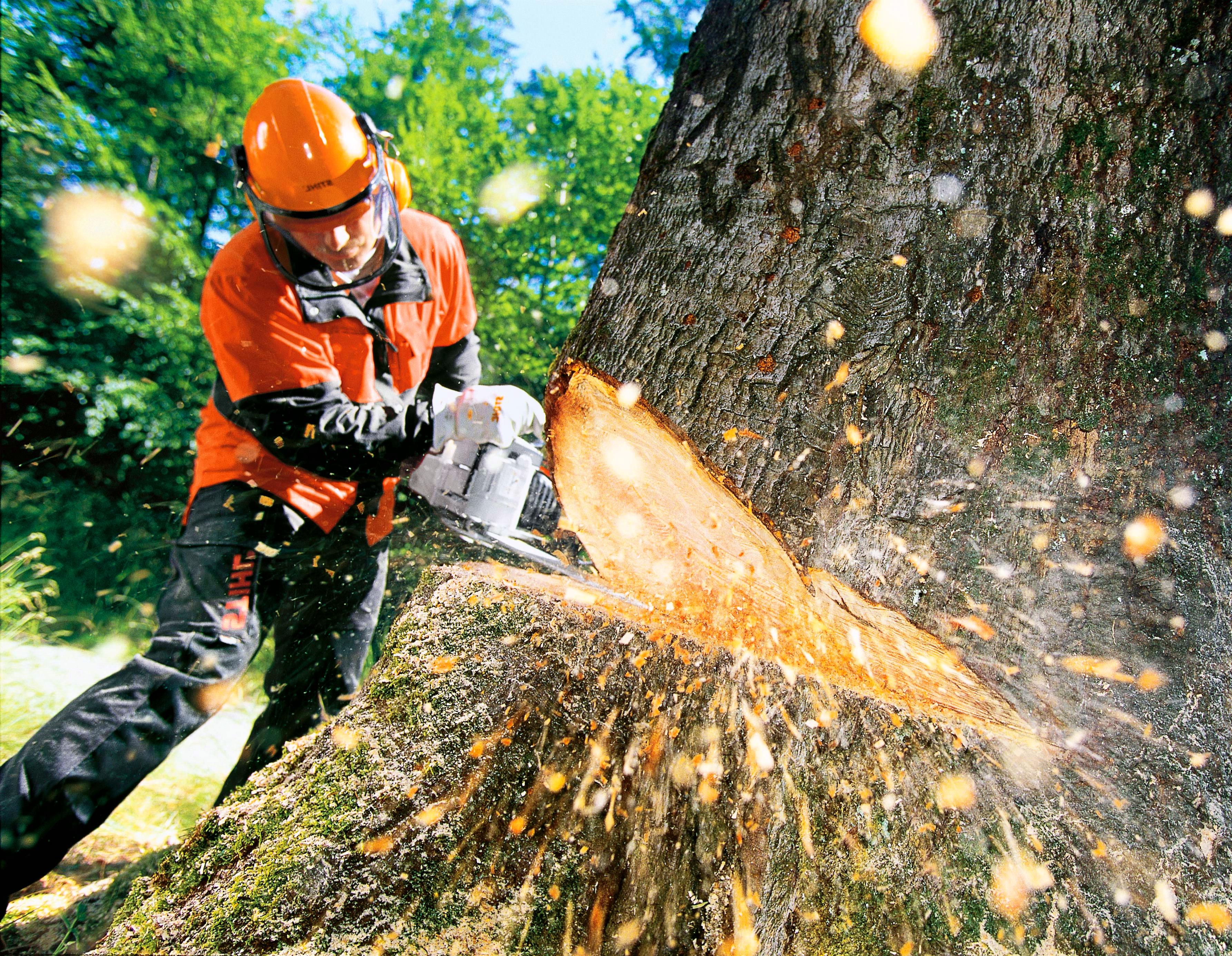 Спил деревьев профессионалами