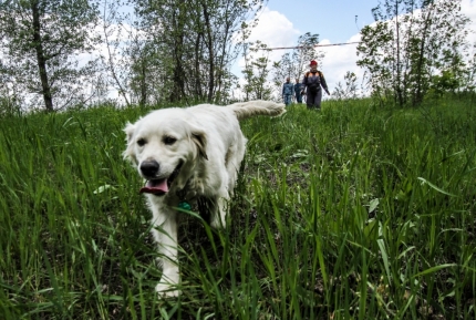 В Волгоградской области стартовали региональные сертификационные испытания кинологических расчётов МЧС России