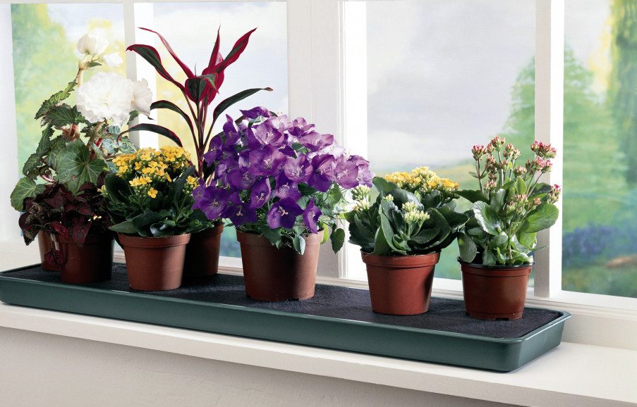 Магазин комнатных растений Krapiva