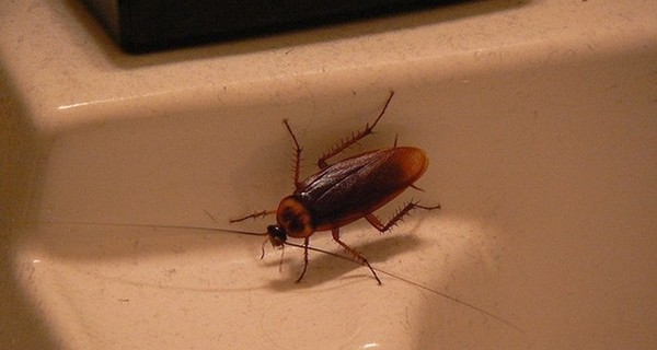 Оптимальный подход к контролю за тараканами