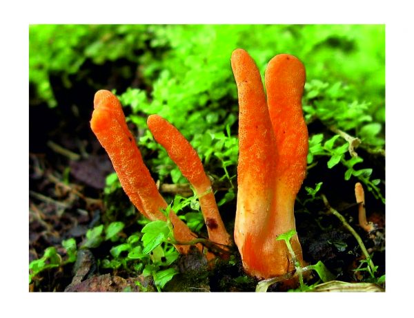 БАД кордицепс для повышения иммунитета