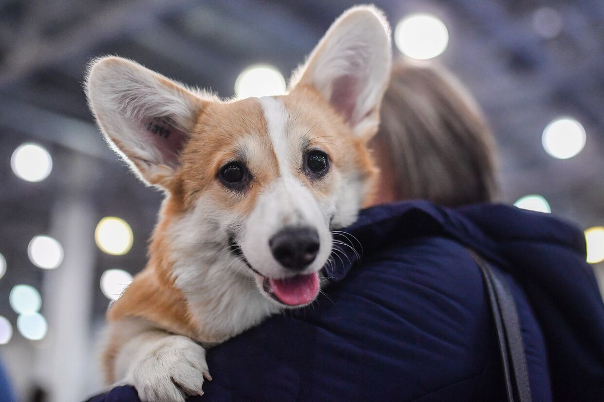Домашние животные: источник радости и удовольствия