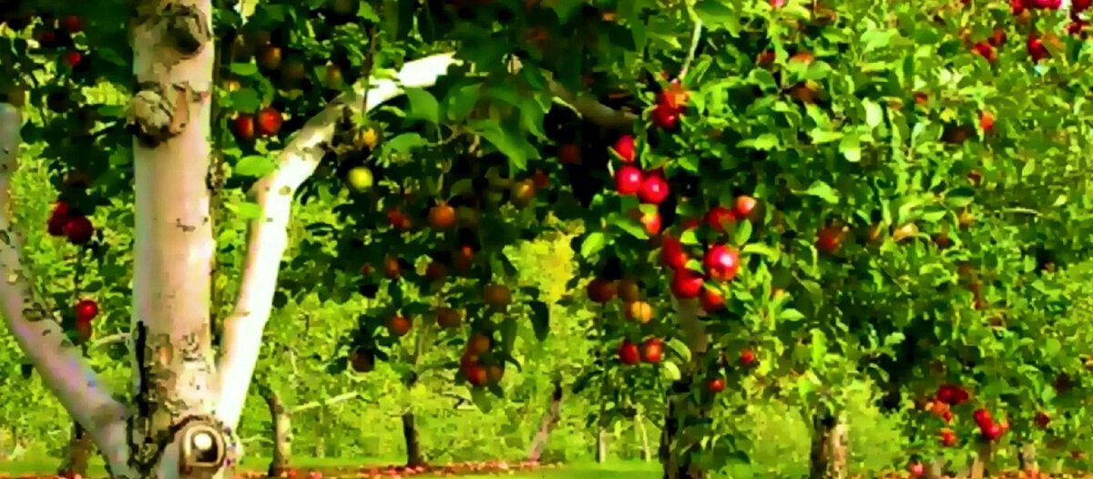 Цветовая магия: тайны исцеляющей силы растений