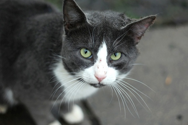 Стерилизация кошек в ветеринарной клинике 