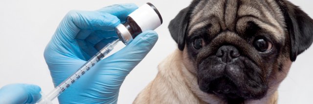 Забота о здоровье питомца: домашний уют и профессионализм