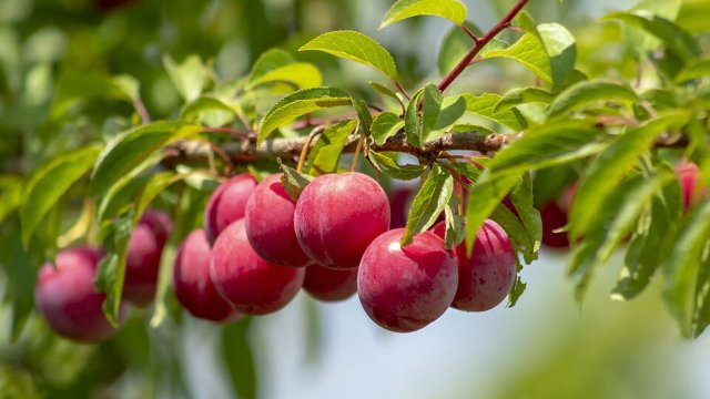 Семяныч рассказывает клиентам о преимуществах морозостойких слив