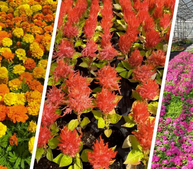 Цветы от Вертограда: Вдохновение для вашего сада