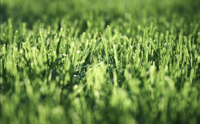 Секреты здоровья вашего газона от Absolute Green